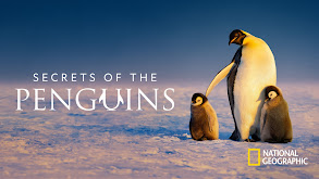 Secrets of the Penguins thumbnail