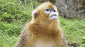 Forest of the Golden Monkey thumbnail