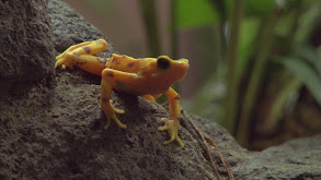 Panama's Wild West thumbnail